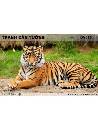 Tranh dán tường Động vật DV019 Tranh dán tường Động vật DV019