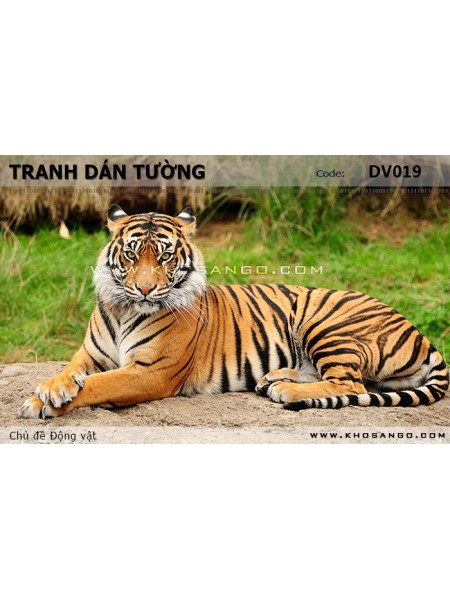 Tranh dán tường Động vật DV019 Tranh dán tường Động vật DV019
