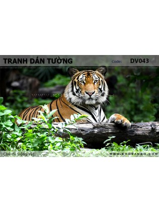 Tranh dán tường Động vật DV043 Tranh dán tường Động vật DV043