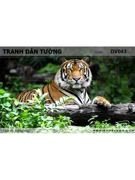 Tranh dán tường Động vật DV043 Tranh dán tường Động vật DV043