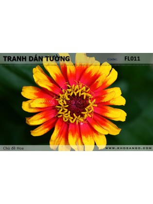 Tranh dán tường Hoa FL011 Tranh dán tường Hoa FL011