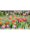 Tranh dán tường Hoa FL019