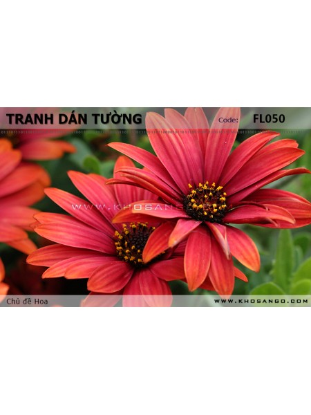 Tranh dán tường Hoa FL050 Tranh dán tường Hoa FL050
