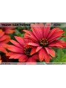 Tranh dán tường Hoa FL050