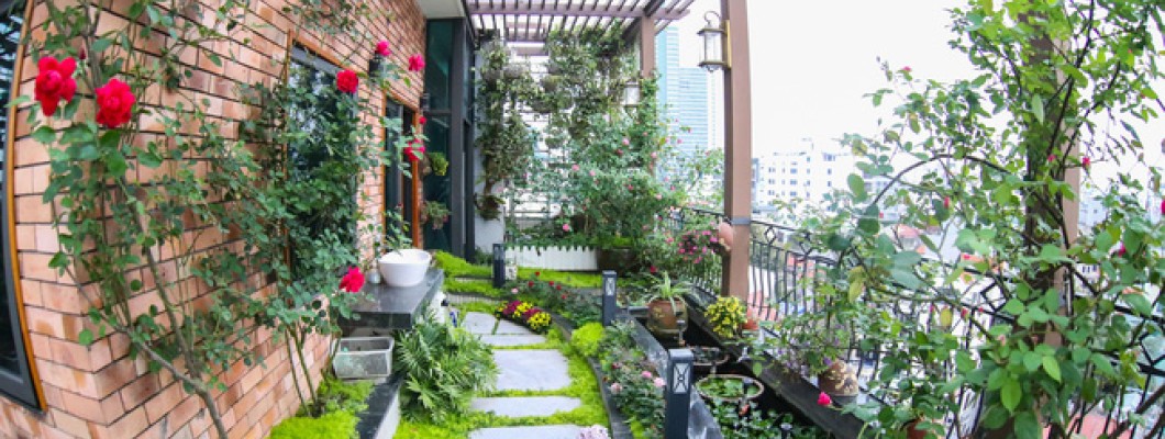 Không gian sân thượng xanh mát với giàn hoa leo Không gian sân thượng xanh mát với giàn hoa leo