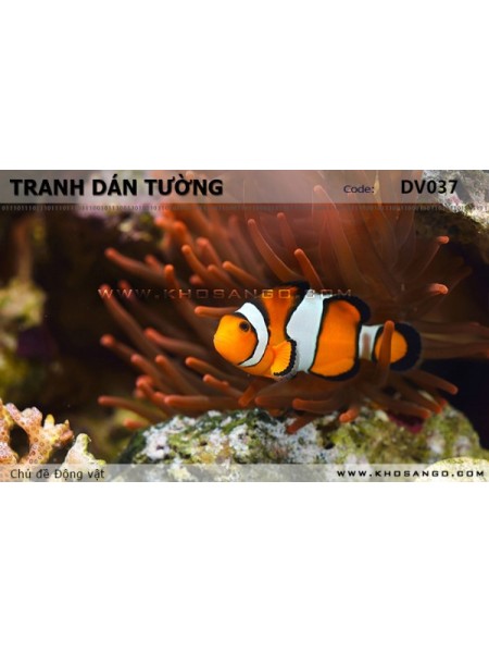 Tranh dán tường Động vật DV037 Tranh dán tường Động vật DV037