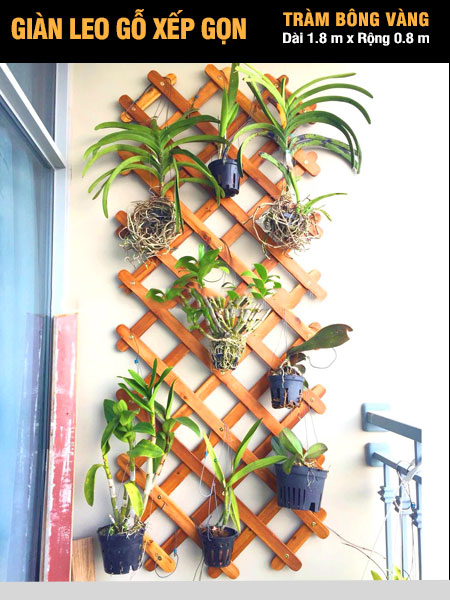 Giàn leo gỗ xếp gọn Tràm Bông Vàng-Đỏ Giàn leo gỗ xếp gọn Tràm Bông Vàng-Đỏ