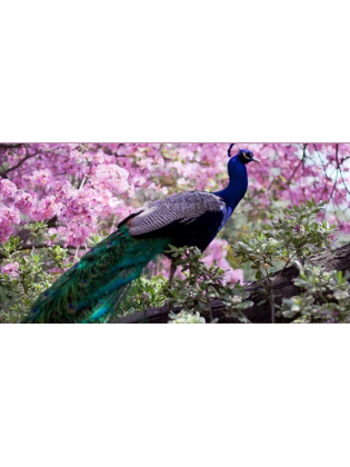 Tranh dán tường Động vật DV054