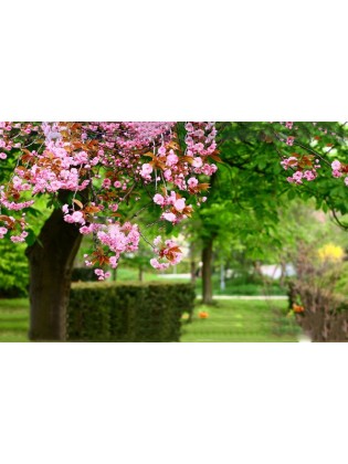 Tranh dán tường Hoa FL049 Tranh dán tường Hoa FL049